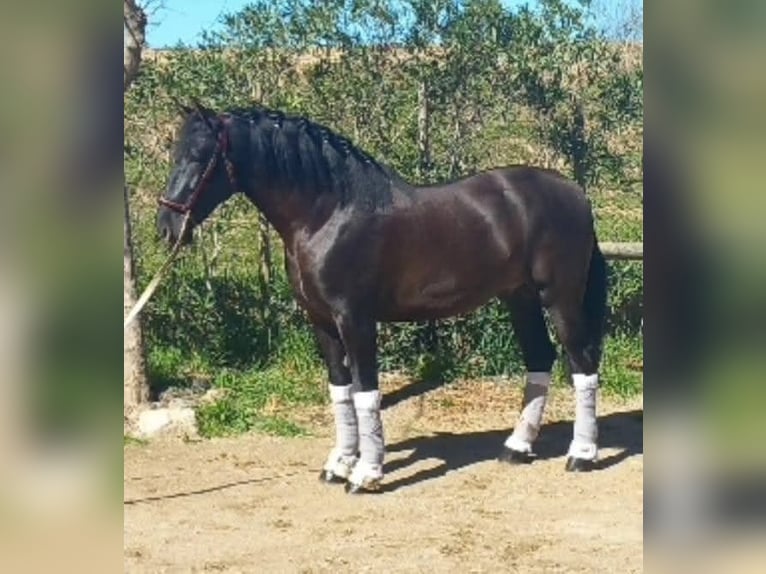 Andalusier Hengst 8 Jahre 166 cm Dunkelbrauner in Pozoblanco
