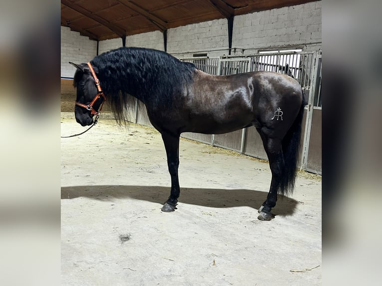 Andalusier Hengst 8 Jahre 166 cm Rappe in EngeR