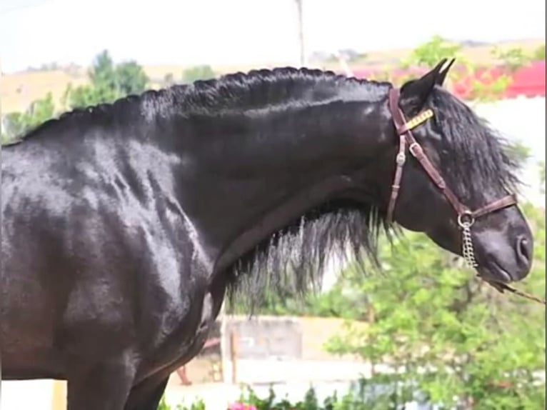 Andalusier Hengst 8 Jahre 166 cm Rappe in Arenas de San Pedro