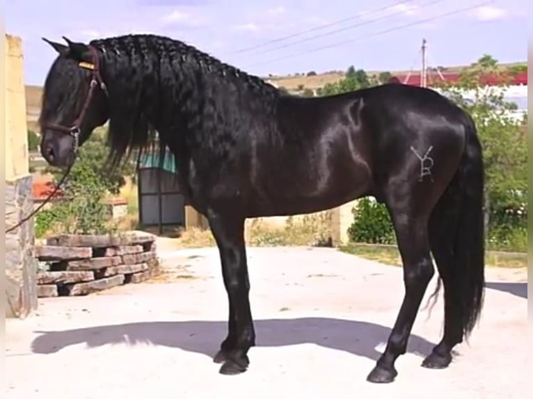 Andalusier Hengst 8 Jahre 166 cm Rappe in Arenas de San Pedro