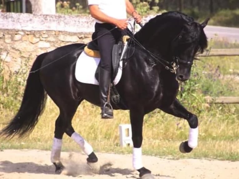 Andalusier Hengst 8 Jahre 166 cm Rappe in Arenas de San Pedro