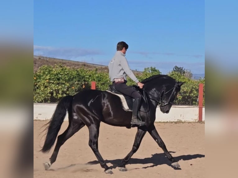 Andalusier Hengst 8 Jahre 167 cm Rappe in Cheste