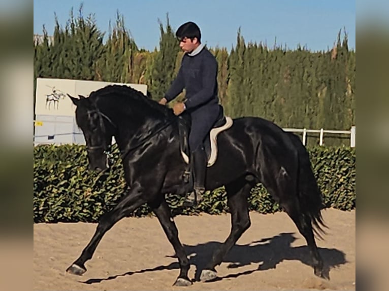 Andalusier Hengst 8 Jahre 167 cm Rappe in Cheste