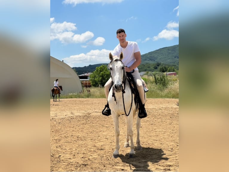 Andalusier Hengst 8 Jahre White in sofia