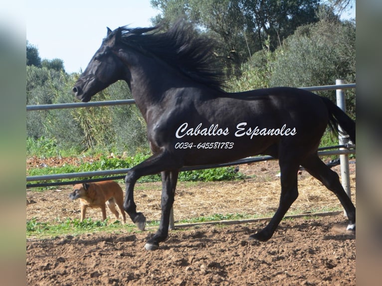 Andalusiër Hengst 9 Jaar 158 cm Zwart in Vejer de la Frontera