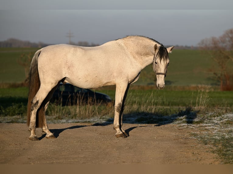 Andalusiër Mix Hengst 9 Jaar 161 cm Vliegenschimmel in Frankenwinheim
