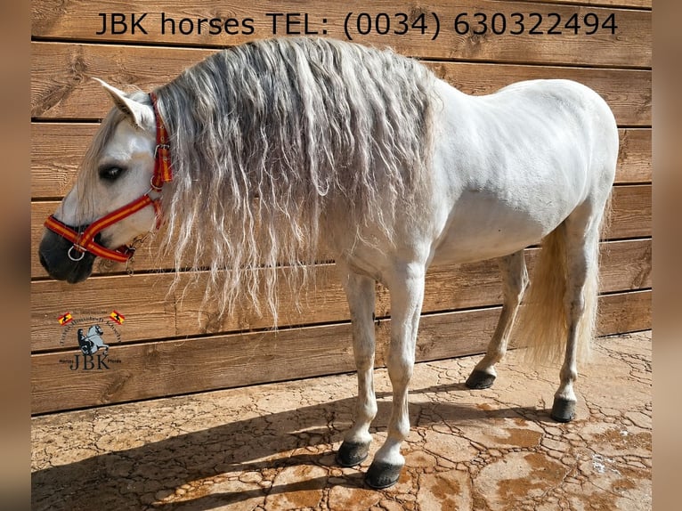Andalusiër Hengst 9 Jaar 162 cm Schimmel in Tabernas Almeria