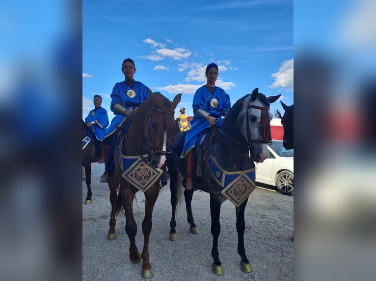 Andalusiër Hengst 9 Jaar 164 cm Appelschimmel in Jerez De Los Caballeros