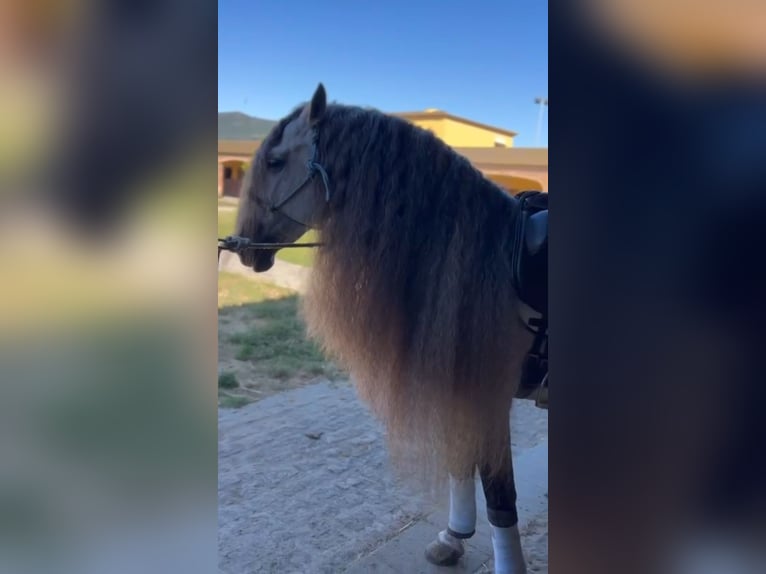 Andalusiër Hengst 9 Jaar 165 cm Appelschimmel in Ermelo