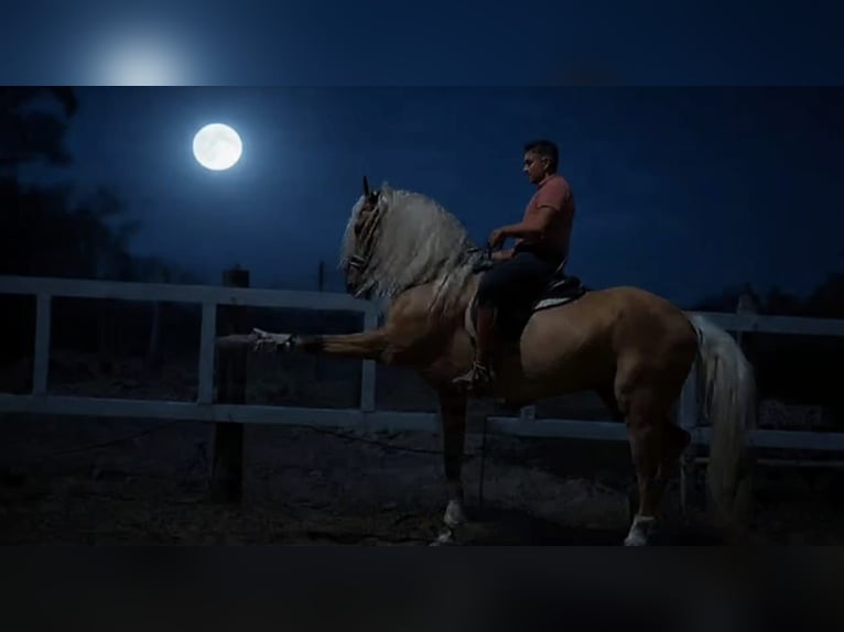 Andalusiër Hengst 9 Jaar 167 cm Palomino in Vejer de la Frontera