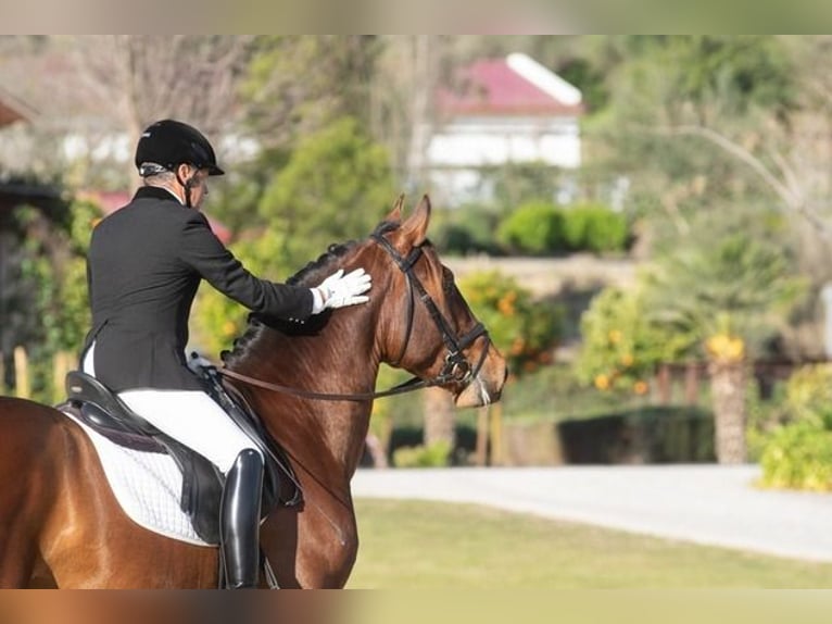 Andalusiër Hengst 9 Jaar Roodbruin in Cadiz