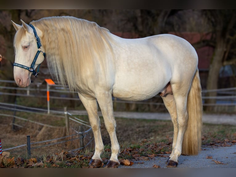 Andalusier Hengst 9 Jahre 156 cm Cremello in Zolling