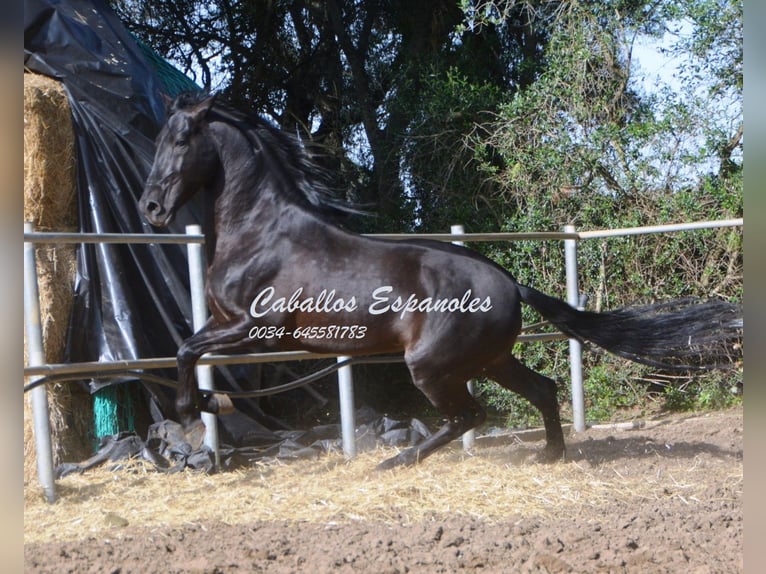 Andalusier Hengst 9 Jahre 158 cm Rappe in Vejer de la Frontera