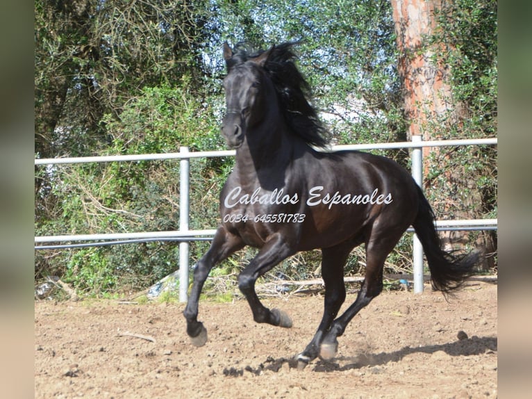 Andalusier Hengst 9 Jahre 158 cm Rappe in Vejer de la Frontera