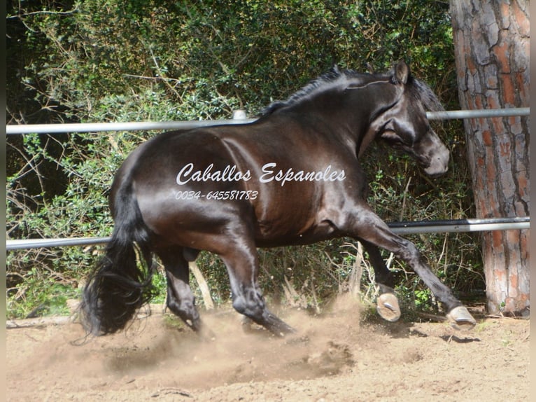 Andalusier Hengst 9 Jahre 158 cm Rappe in Vejer de la Frontera