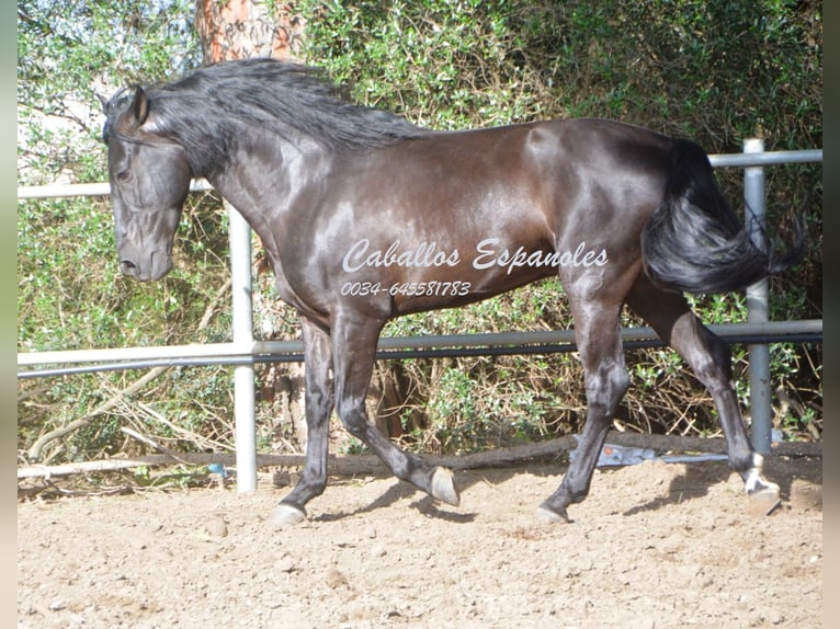 Andalusier Hengst 9 Jahre 158 cm Rappe in Vejer de la Frontera