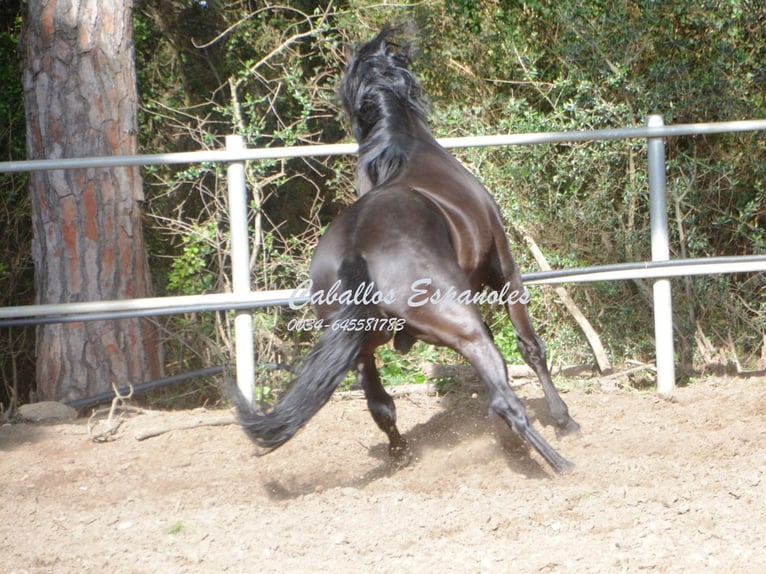 Andalusier Hengst 9 Jahre 158 cm Rappe in Vejer de la Frontera