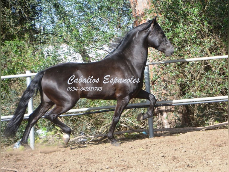 Andalusier Hengst 9 Jahre 158 cm Rappe in Vejer de la Frontera