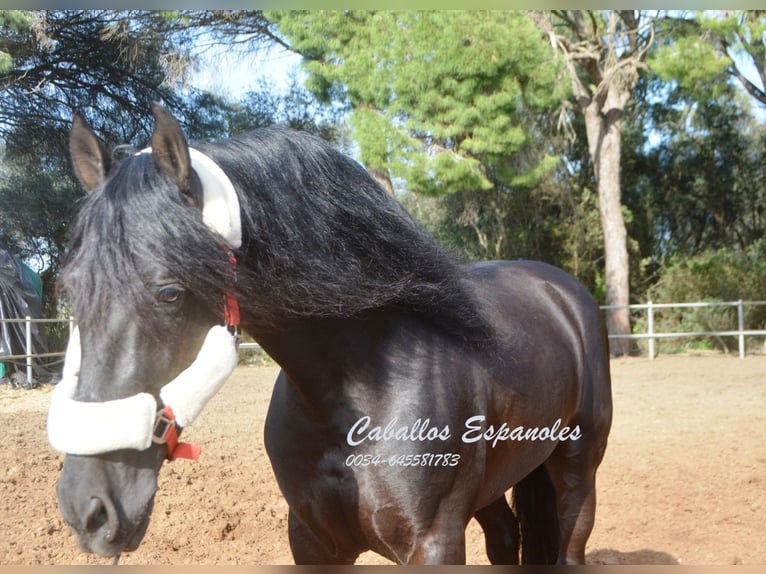 Andalusier Hengst 9 Jahre 158 cm Rappe in Vejer de la Frontera