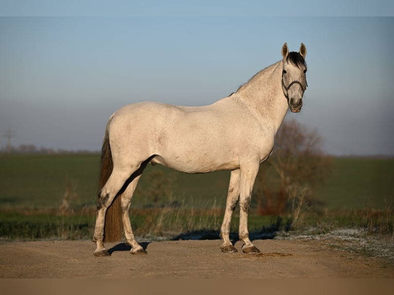 Andalusier Mix Hengst 9 Jahre 161 cm Fliegenschimmel in Frankenwinheim