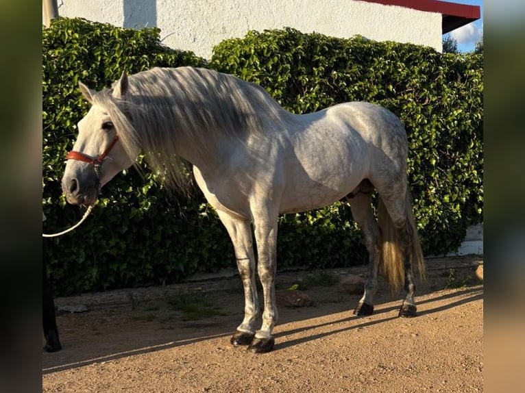 Andalusier Hengst 9 Jahre 164 cm Schimmel in Carmona