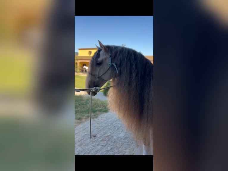 Andalusier Hengst 9 Jahre 165 cm Apfelschimmel in Ermelo