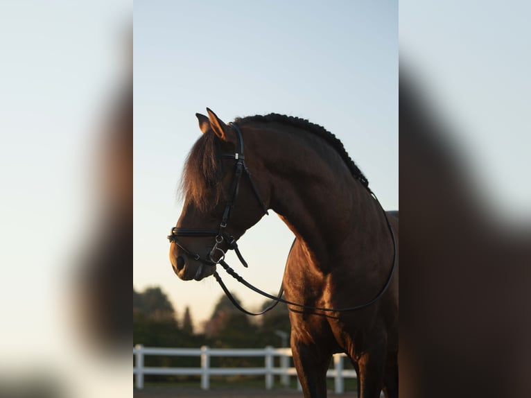 Andalusier Hengst 9 Jahre 166 cm Brauner in Carlazzo