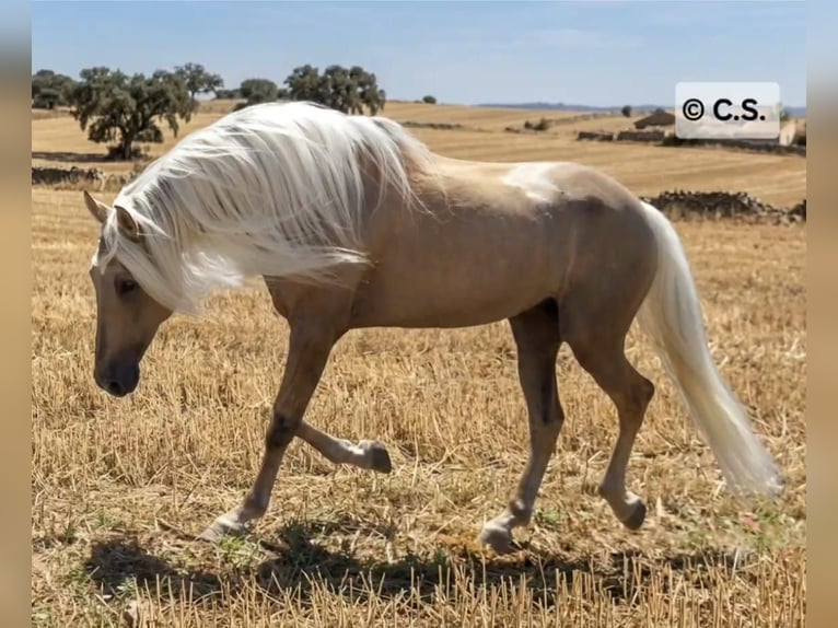 Andalusier Hengst 9 Jahre 167 cm Palomino in Vejer de la Frontera