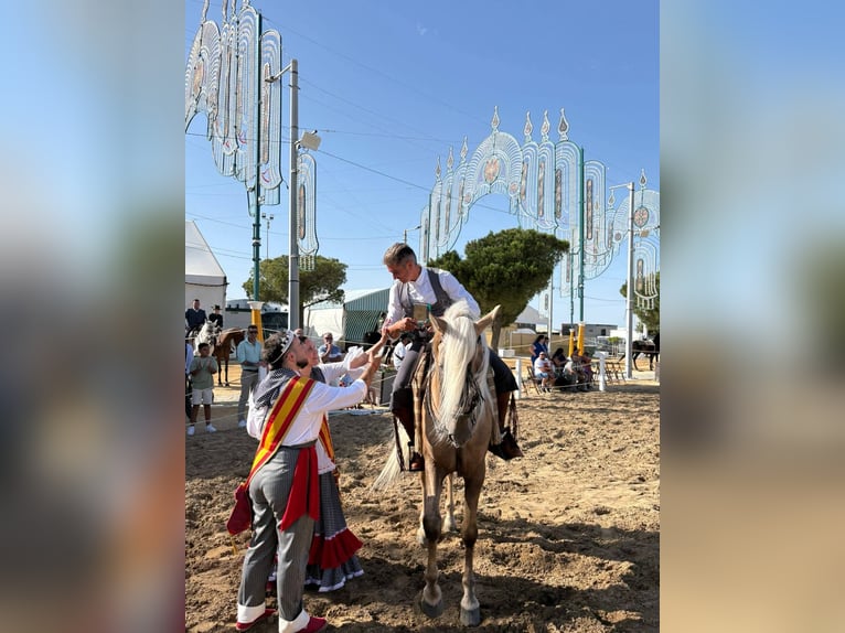 Andalusier Hengst 9 Jahre 167 cm Palomino in Vejer de la Frontera