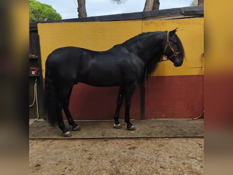 Andalusier Hengst 9 Jahre 169 cm in Cazorla