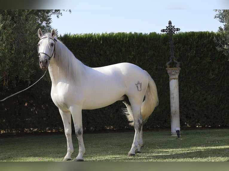 Andalusiër Hengst in Seville