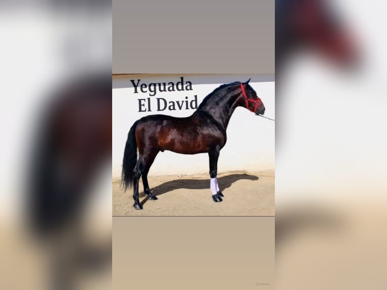 Andalusiër Hengst Bruin in Osio Sotto