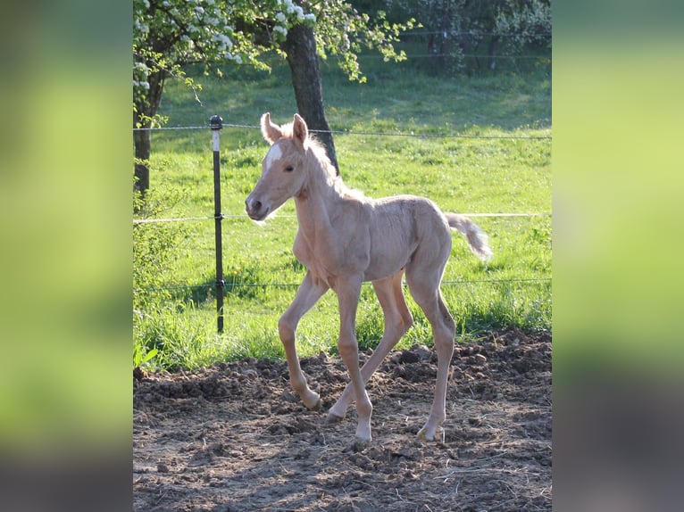 Andalusier Hengst Fohlen (04/2026) 158 cm Palomino in Engen