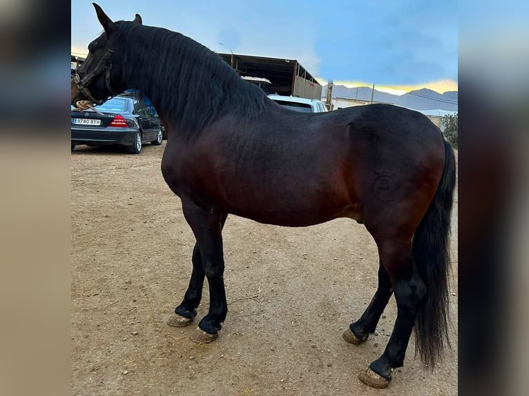 Andalusier Mix Hengst  163 cm Brauner in Tabernas Almeria