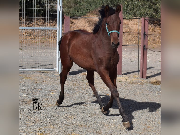 Andalusier Mix Hengst Fohlen (04/2025) 163 cm Brauner in Tabernas Almeria