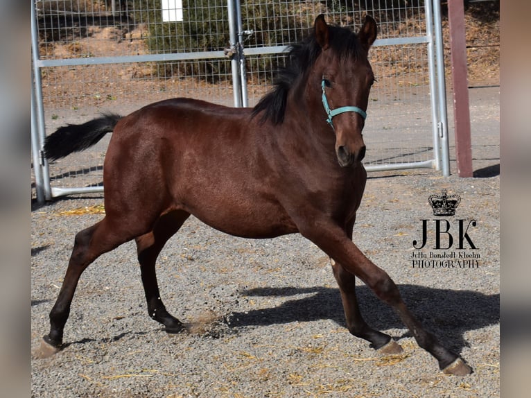 Andalusier Mix Hengst Fohlen (04/2025) 163 cm Brauner in Tabernas Almeria