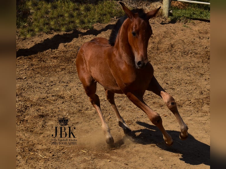 Andalusier Mix Hengst Fohlen (05/2025) 163 cm Brauner in Tabernas Almeria