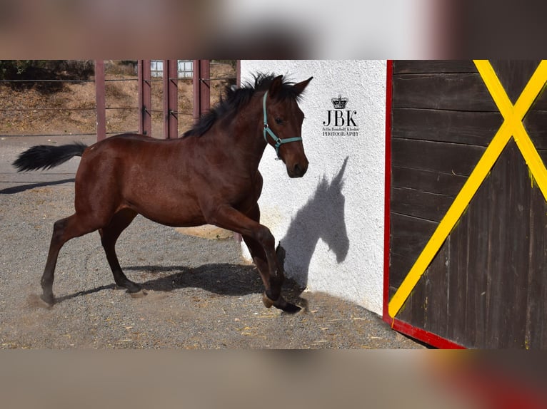 Andalusier Mix Hengst Fohlen (04/2025) 163 cm Brauner in Tabernas Almeria