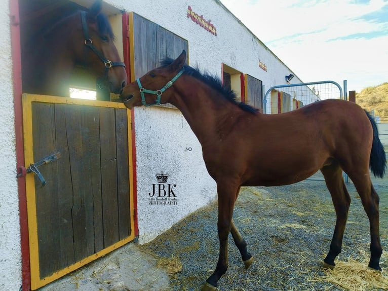 Andalusier Mix Hengst Fohlen (04/2025) 163 cm Brauner in Tabernas Almeria