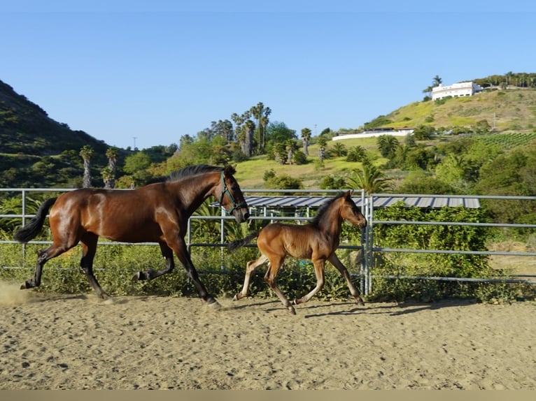 Andalusier Hengst  163 cm Dunkelbrauner in Fallbrook