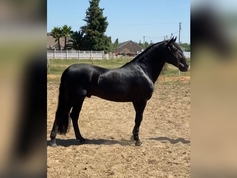 Andalusier Hengst  163 cm Dunkelbrauner in Fallbrook