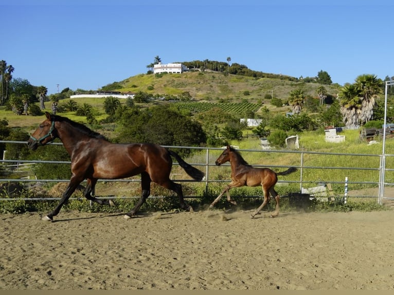 Andalusier Hengst  163 cm Dunkelbrauner in Fallbrook