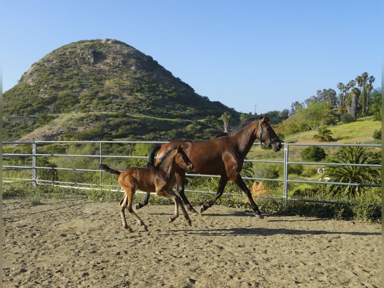 Andalusier Hengst  163 cm Dunkelbrauner in Fallbrook