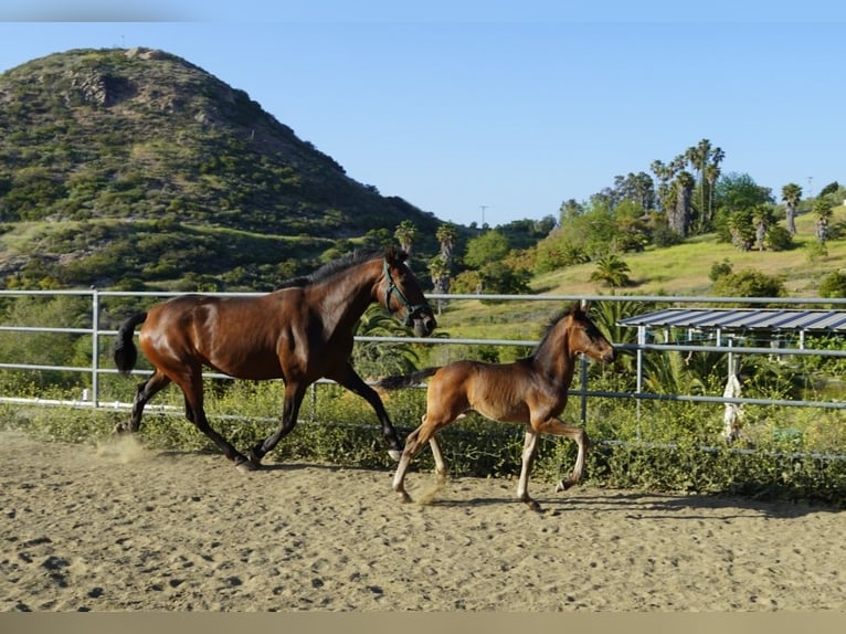 Andalusier Hengst  163 cm Dunkelbrauner in Fallbrook