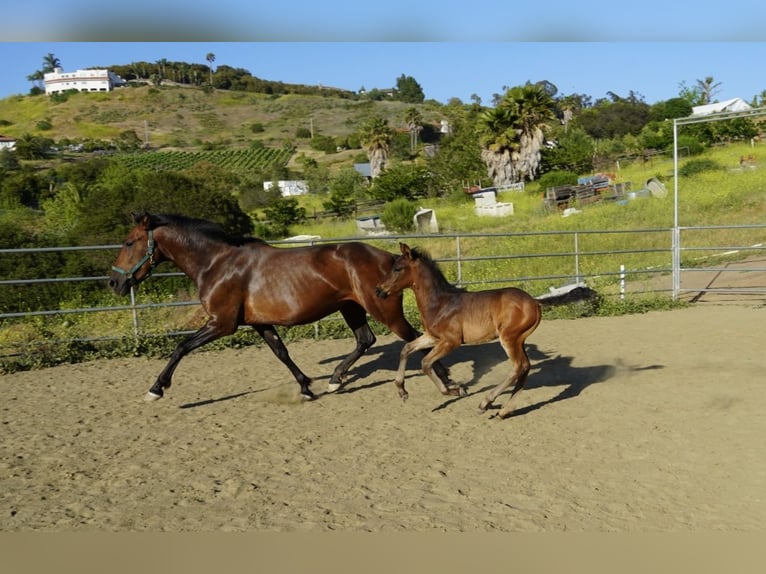 Andalusier Hengst  163 cm Dunkelbrauner in Fallbrook