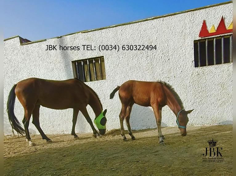 Andalusier Hengst Fohlen (04/2025) 164 cm Brauner in Tabernas Almeria