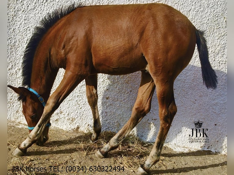 Andalusier Hengst Fohlen (04/2025) 164 cm Brauner in Tabernas Almeria