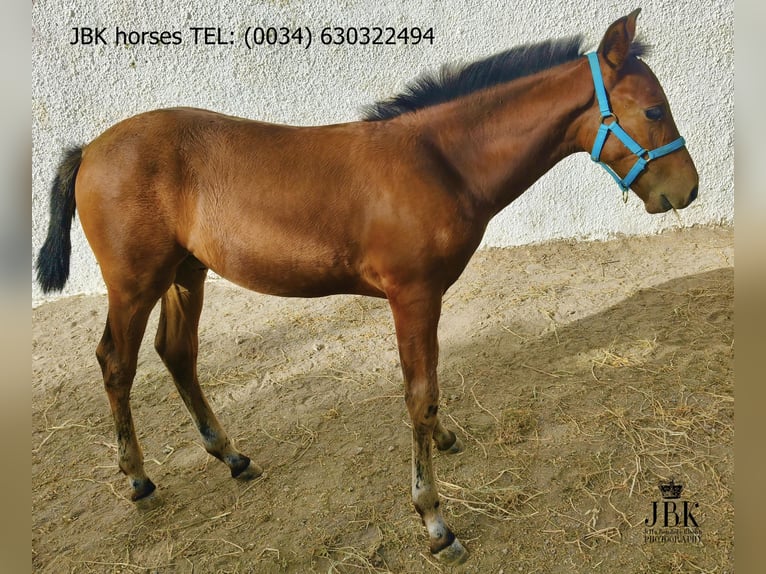 Andalusier Hengst Fohlen (04/2025) 164 cm Brauner in Tabernas Almeria