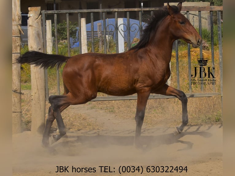 Andalusier Hengst Fohlen (02/2025) 164 cm Brauner in Tabernas Almeria