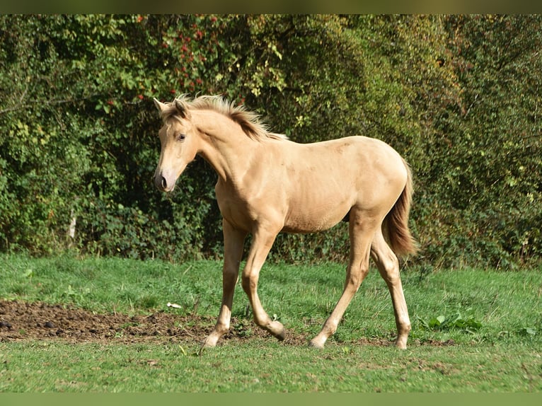 Andalusier Hengst Fohlen (04/2026) 165 cm Pearl in Dochamps